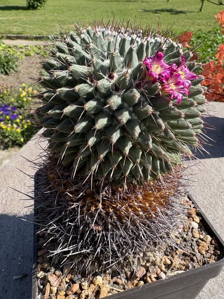 Mammillaria erythraea